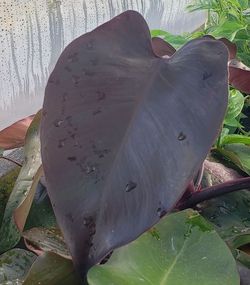 Duchess of Burgundy Philodendron, Philodendron erubescens 'Duchess of Burgundy'
